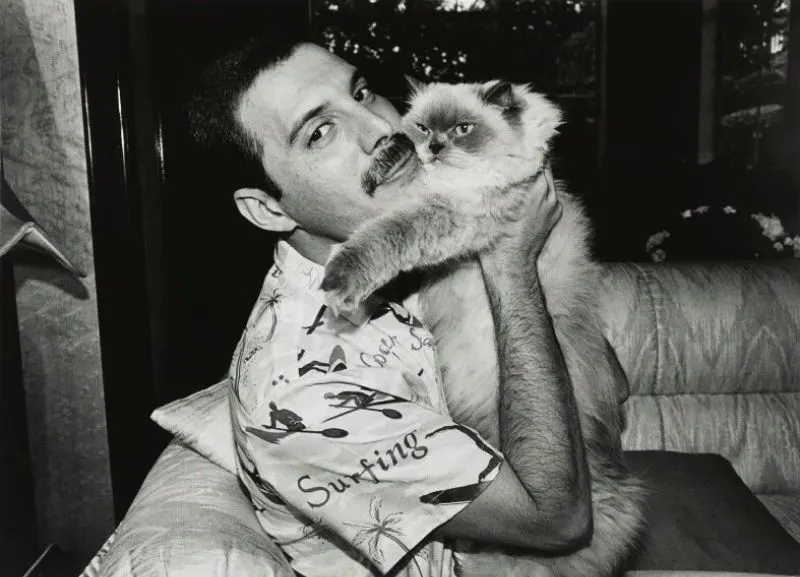 Freddie Mercury e i suoi amati gatti